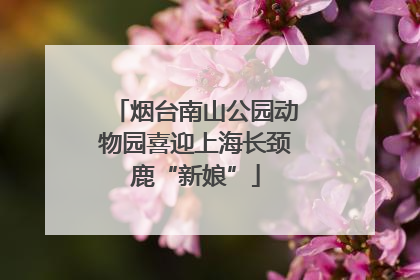 烟台南山公园动物园喜迎上海长颈鹿“新娘”