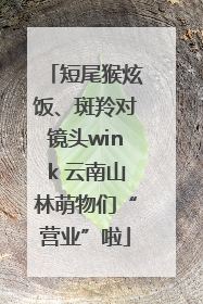 短尾猴炫饭、斑羚对镜头wink 云南山林萌物们“营业”啦