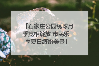 石家庄公园绣球月季竞相绽放 市民乐享夏日缤纷美景