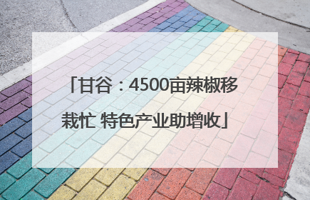 甘谷：4500亩辣椒移栽忙 特色产业助增收