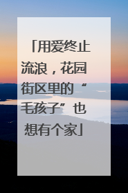 用爱终止流浪，花园街区里的“毛孩子”也想有个家