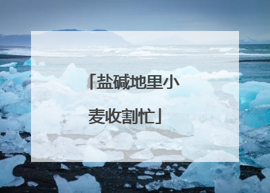 盐碱地里小麦收割忙