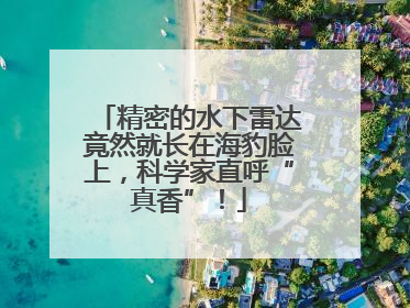 精密的水下雷达竟然就长在海豹脸上，科学家直呼“真香”！