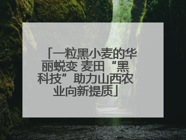 一粒黑小麦的华丽蜕变 麦田“黑科技”助力山西农业向新提质