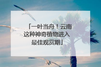 一叶当舟！云南这种神奇植物进入最佳观赏期
