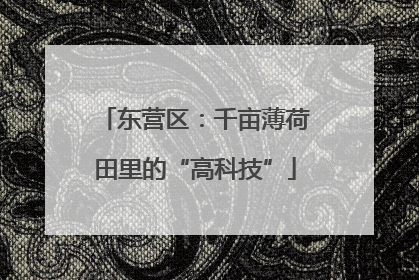 东营区：千亩薄荷田里的“高科技”