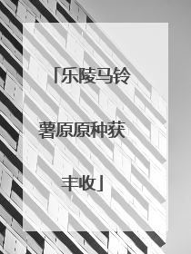 乐陵马铃薯原原种获丰收