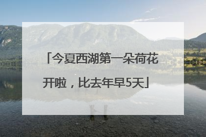 今夏西湖第一朵荷花开啦，比去年早5天