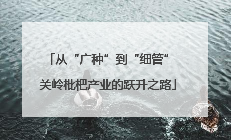 从“广种”到“细管” 关岭枇杷产业的跃升之路