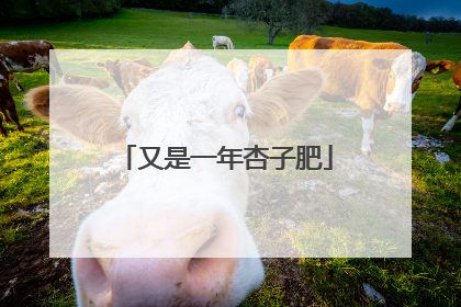 又是一年杏子肥