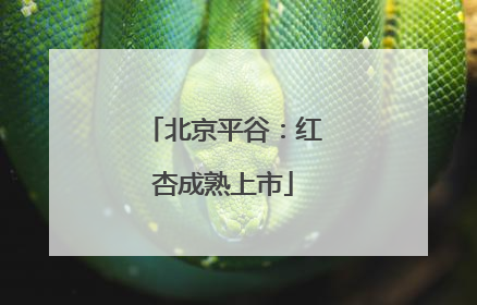 北京平谷：红杏成熟上市