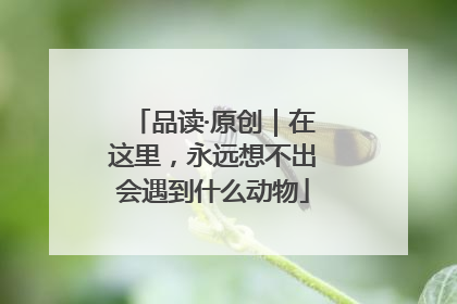 品读·原创｜在这里，永远想不出会遇到什么动物