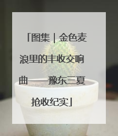 图集｜金色麦浪里的丰收交响曲——豫东三夏抢收纪实