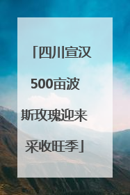四川宣汉500亩波斯玫瑰迎来采收旺季