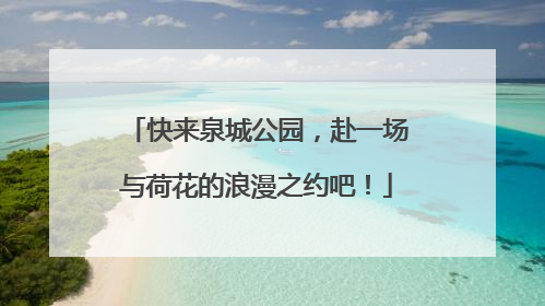 快来泉城公园，赴一场与荷花的浪漫之约吧！