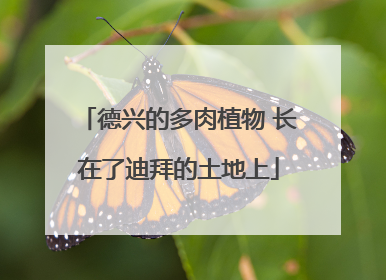 德兴的多肉植物 长在了迪拜的土地上