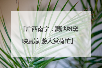 广西南宁：满池粉黛映夏凉 游人赏荷忙