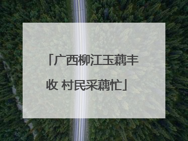 广西柳江玉藕丰收 村民采藕忙