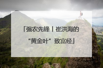 强农先锋丨崔洪海的“黄金叶”致富经