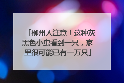 柳州人注意！这种灰黑色小虫看到一只，家里很可能已有一万只