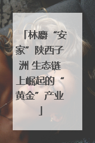 林麝“安家”陕西子洲 生态链上崛起的“黄金”产业