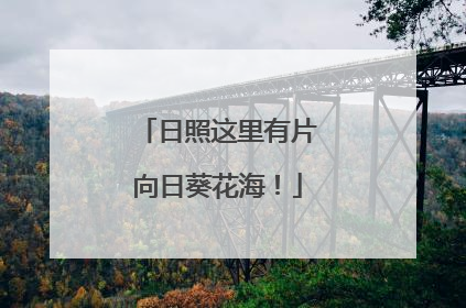 日照这里有片向日葵花海！