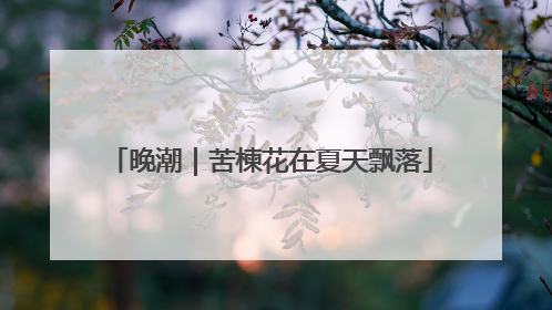 晚潮｜苦楝花在夏天飘落