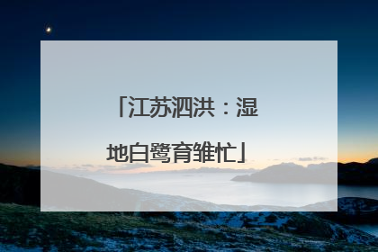 江苏泗洪：湿地白鹭育雏忙