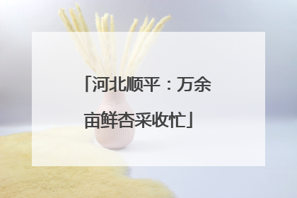 河北顺平：万余亩鲜杏采收忙