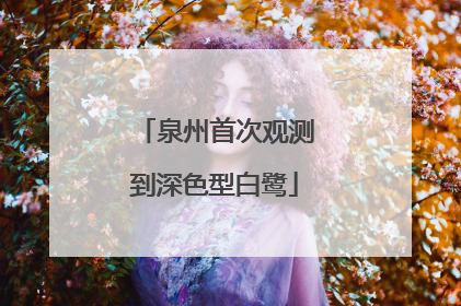 泉州首次观测到深色型白鹭