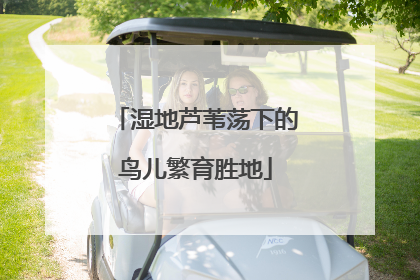 湿地芦苇荡下的鸟儿繁育胜地
