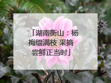湖南衡山：杨梅缀满枝 采摘尝鲜正当时