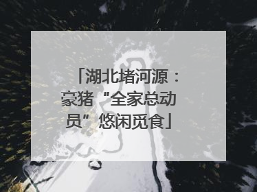 湖北堵河源：豪猪“全家总动员”悠闲觅食