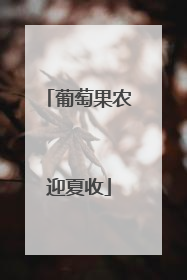 葡萄果农迎夏收