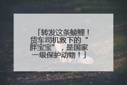 转发这条鲮鲤！货车司机救下的“胖宝宝”，是国家一级保护动物！