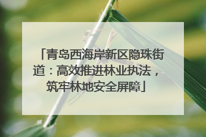 青岛西海岸新区隐珠街道：高效推进林业执法，筑牢林地安全屏障