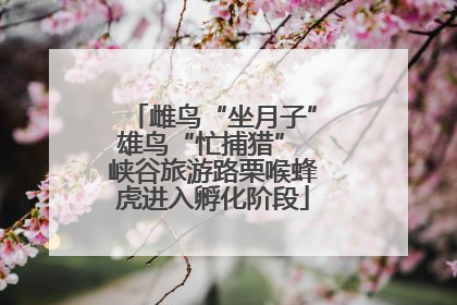 雌鸟“坐月子”雄鸟“忙捕猎” 峡谷旅游路栗喉蜂虎进入孵化阶段