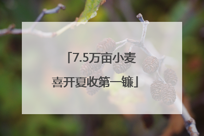7.5万亩小麦喜开夏收第一镰